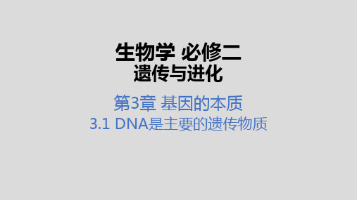 3-1 DNA是主要的遗传物质课件-高中生物人教版(2019)必修二