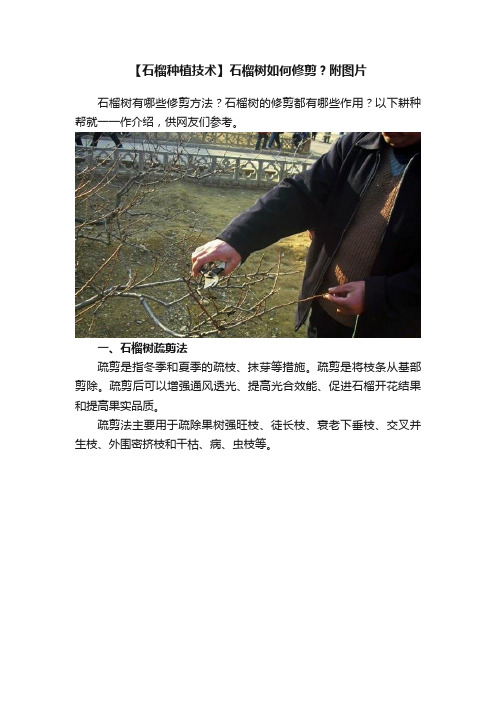 【石榴种植技术】石榴树如何修剪？附图片