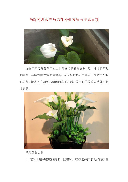 马蹄莲怎么养 马蹄莲种植方法与注意事项