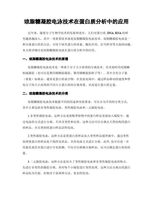 琼脂糖凝胶电泳技术在蛋白质分析中的应用