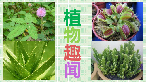 植物趣闻定稿.pptx