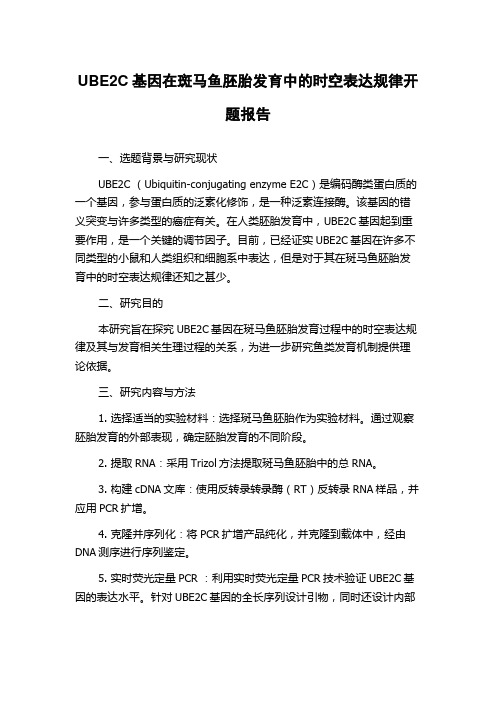 UBE2C基因在斑马鱼胚胎发育中的时空表达规律开题报告