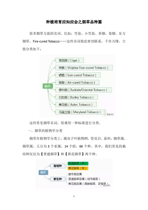 种植培育应知应会之烟草品种篇