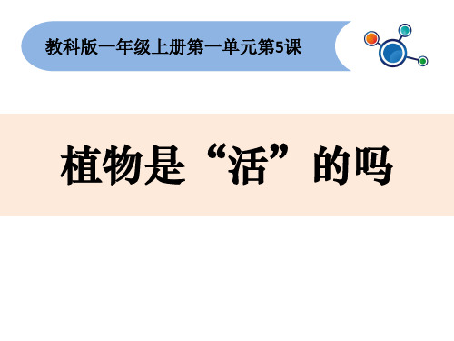 一年级上册科学课件1.5 植物是“活”的吗 教科版