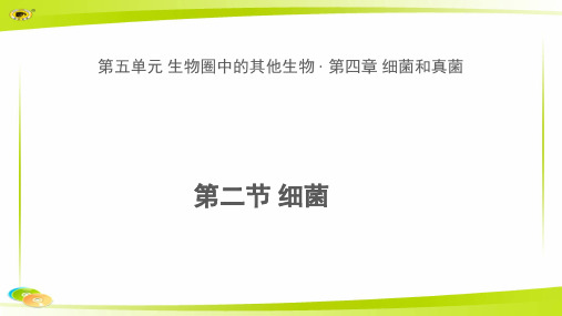 《细菌》公开课教学PPT课件【初中生物人教版八年级上册】