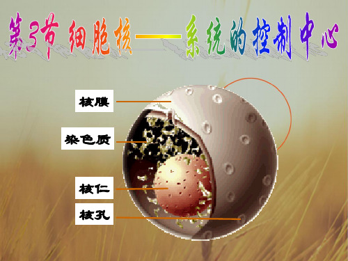 山东省巨野县第一中学生物必修一33细胞核 课件共29张