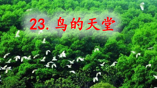 23《鸟的天堂》课件(共30张PPT)