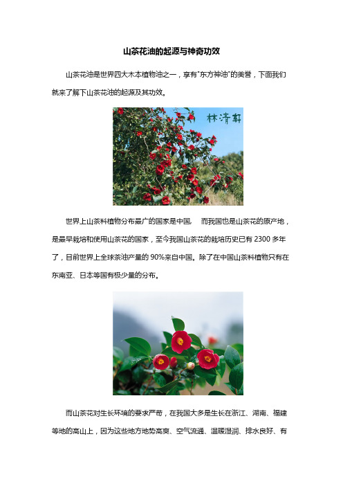 山茶花油的起源与神奇功效