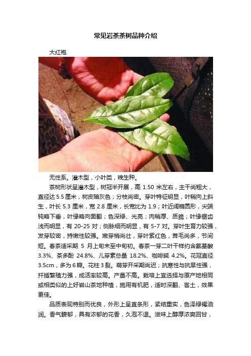 常见岩茶茶树品种介绍