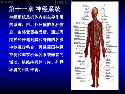 11-神经系统-1 动物学课件