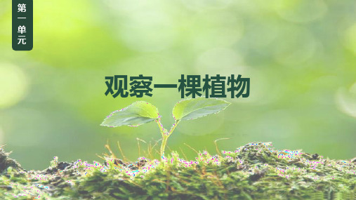 观察一棵植物ppt课件