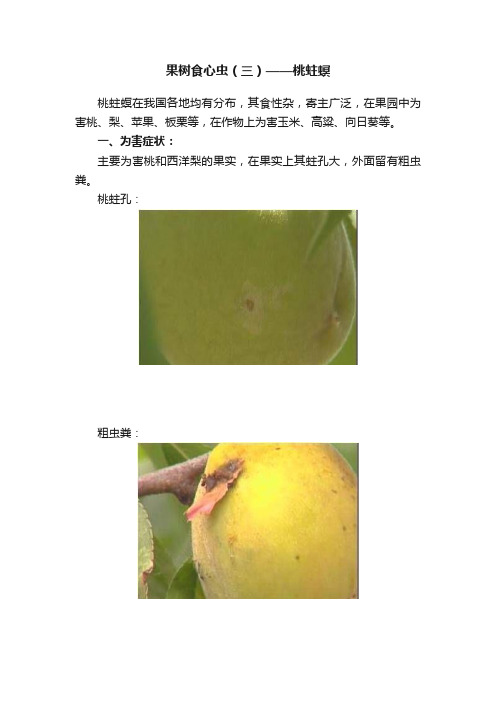 果树食心虫（三）——桃蛀螟