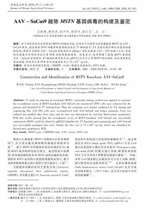 AAV-SaCas9敲除MSTN基因病毒的构建及鉴定