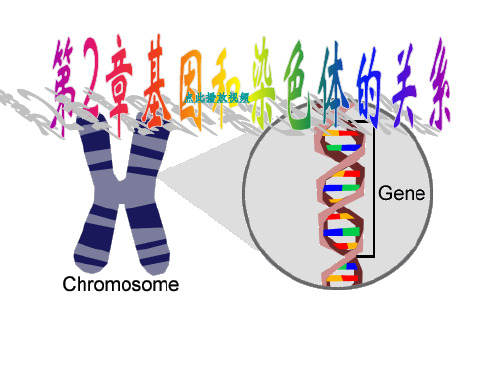 基因和染色体的关系生物必修