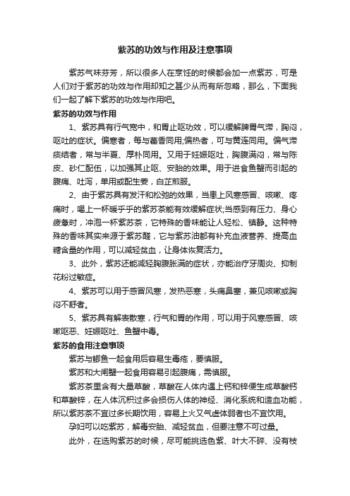 紫苏的功效与作用及注意事项