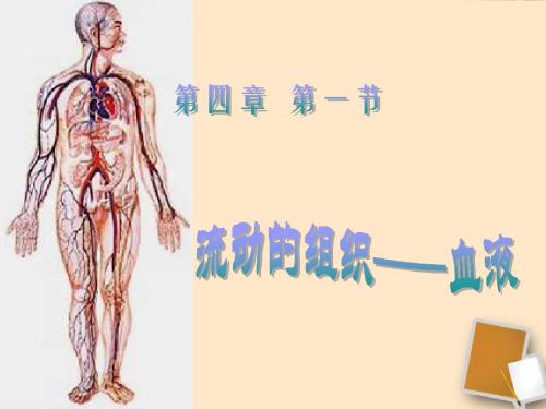 第一节流动的组织_血液课件