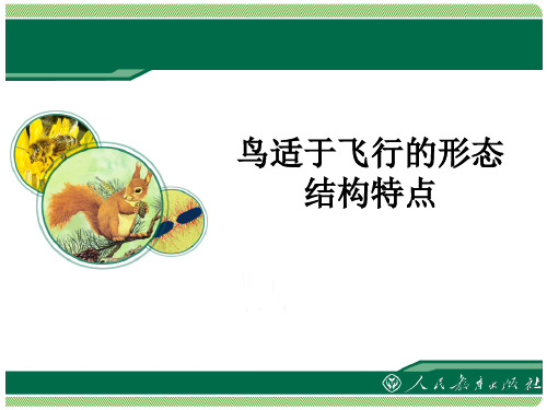 鸟适于飞行的形态结构特点全解