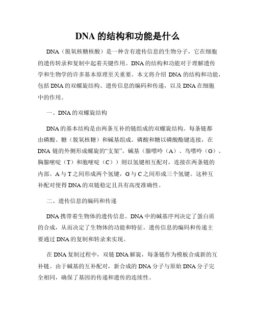 DNA的结构和功能是什么