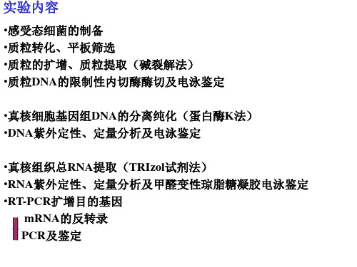 硕士研究生分子生物学实验步骤