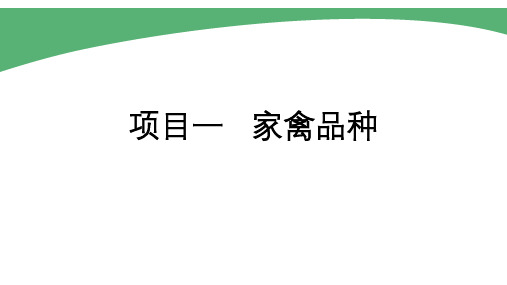 家禽品种分类课件(共28张PPT)《家禽生产技术》