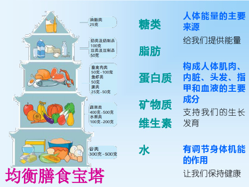 教科版四年级科学下册3食物5面包发霉了课件1