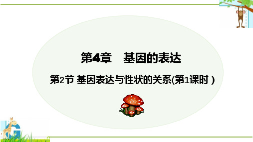 4.2基因表达与性状的关系课件高一下学期生物人教版必修2(2)