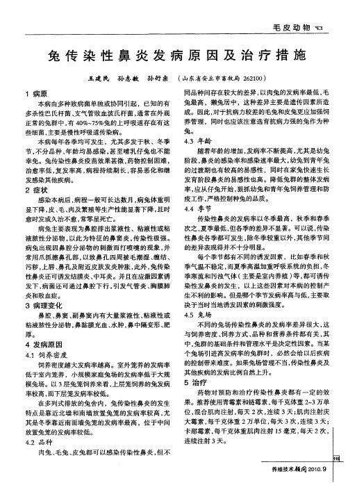 兔传染性鼻炎发病原因及治疗措施