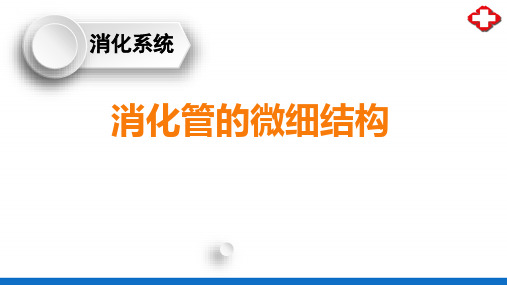 消化系统—消化系统概述(正常人体结构课件)