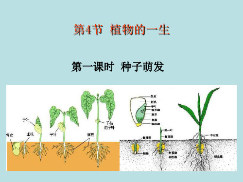 七年级下《植物的一生》公开课课件下载浙教版