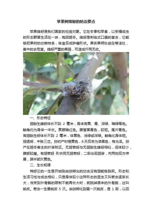 苹果树棉蚜的防治要点