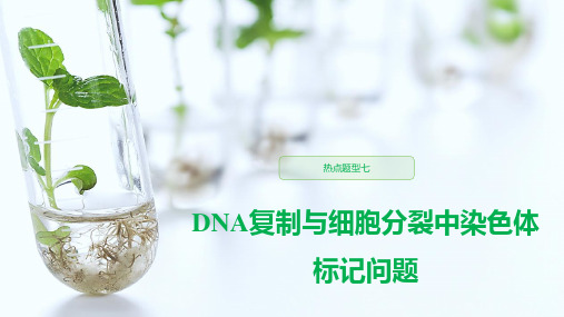 高中生物热点题型七DNA复制与细胞分裂中染色体标记问题