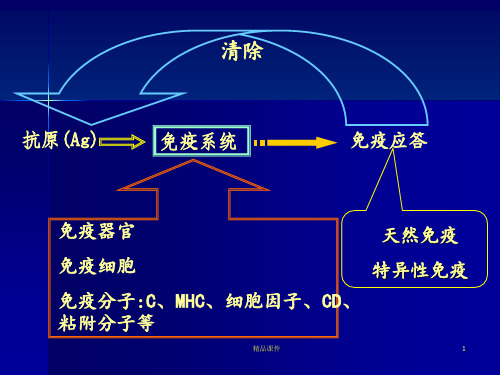 免疫器官与免疫细胞