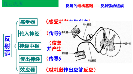 神经冲动的产生和传导【新教材】新人教版高中生物选择性必修一PPT课件