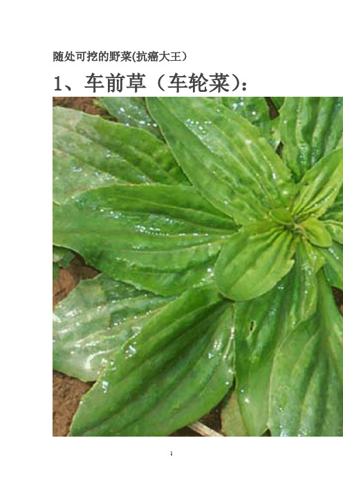 随处可挖的野菜 (抗癌大王)