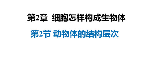 第二节动物体的结构层次课件2023-2024学年人教版生物七年级上册