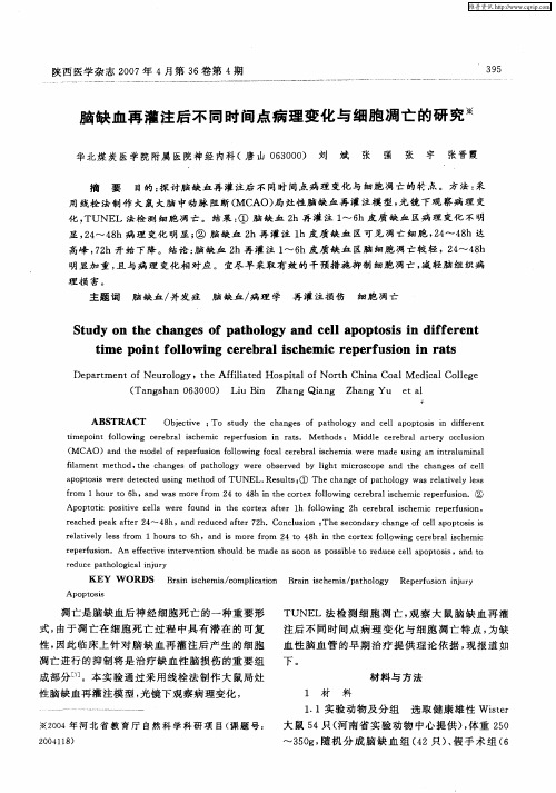 脑缺血再灌注后不同时间点病理变化与细胞凋亡的研究