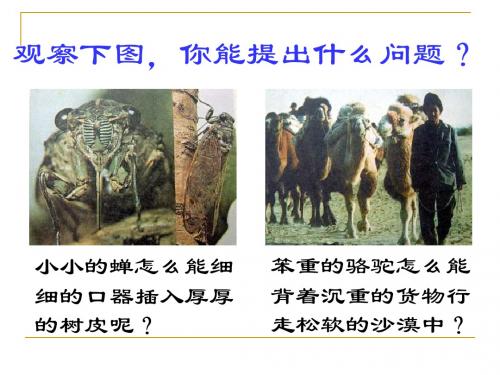 压强和浮力ppt2 苏科版