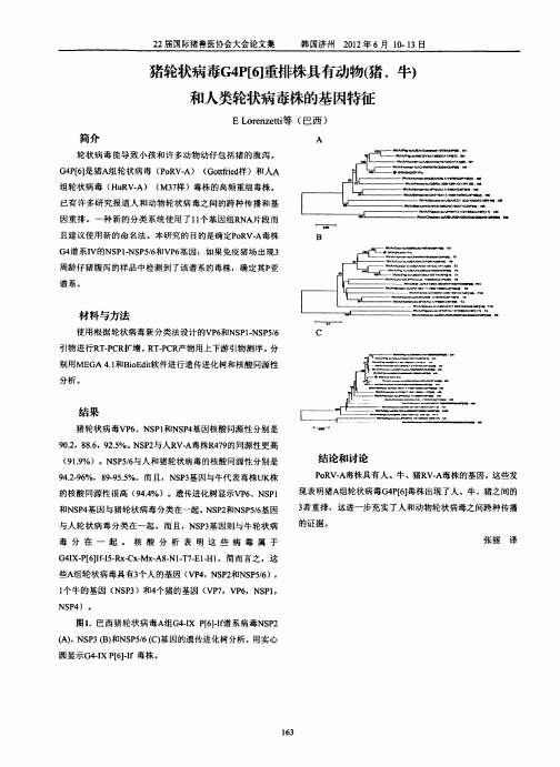 猪轮状病毒G4P[6]重排株具有动物(猪、牛)和人类轮状病毒株的基因特征