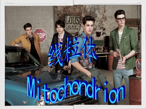 医学生物学 线粒体Mitochondrion