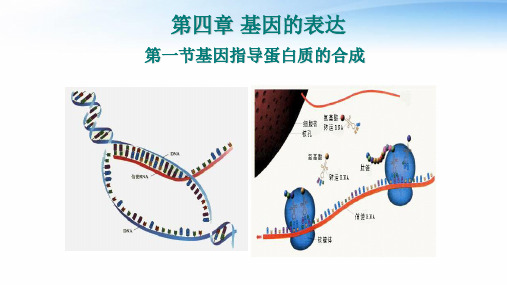 《基因指导蛋白质的合成》PPT课件人教版高中生物1