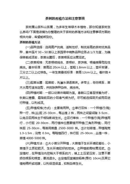 茶树的养殖方法和注意事项