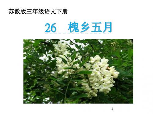 26《槐乡五月》公开课课件(苏教版三年级语文下册课件)