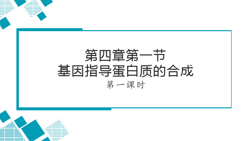 4.1基因指导蛋白质的合成课件高一下学期生物人教版(2019)必修2