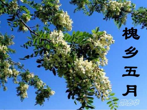 槐乡五月