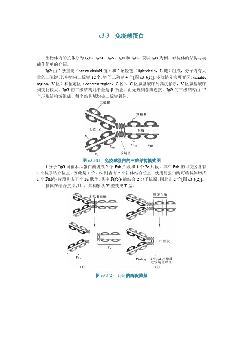 e3-3免疫球蛋白