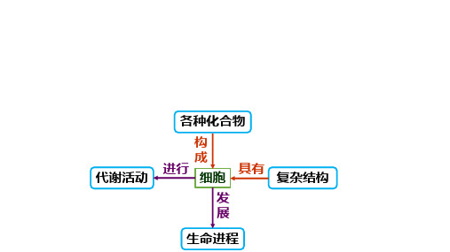 2024届新高考生物冲刺精准复习光合作用和呼吸作用的综合分析