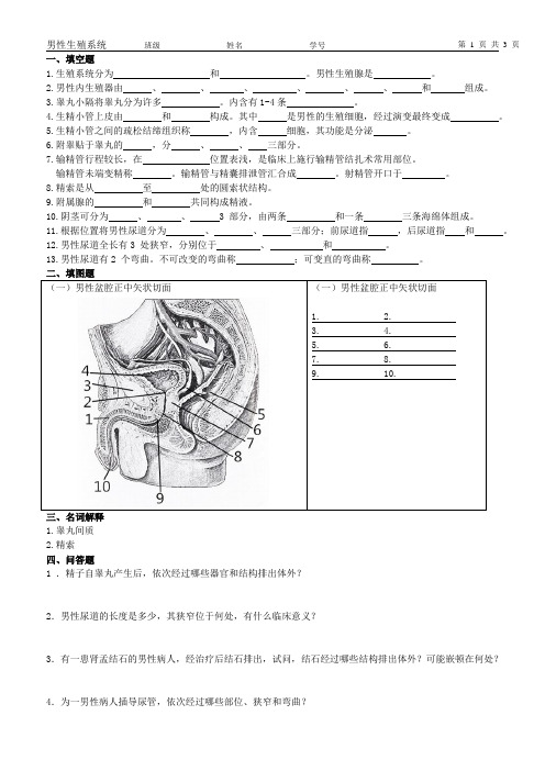 6-1.男性生殖系统