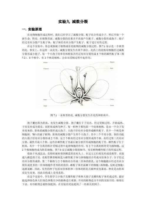 实验九+减数分裂