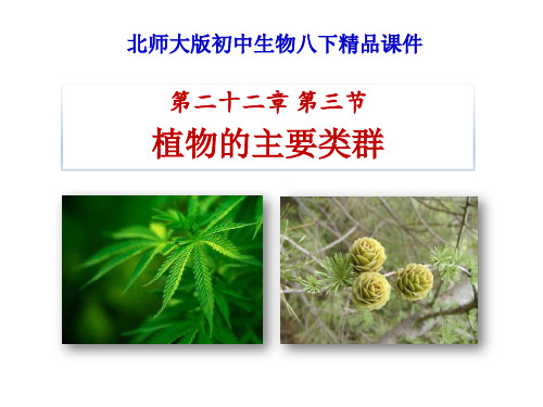 《植物的主要类群》PPT课件下载 (共41张PPT)