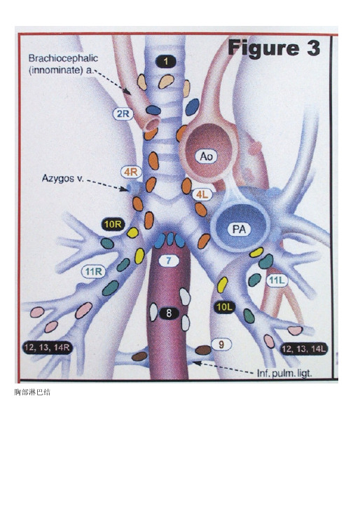 胸部淋巴结分组